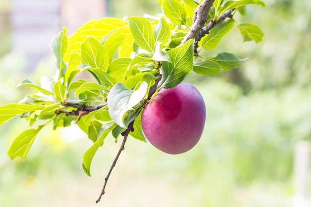 Frutos de una ciruela púrpura madura en la rama de un árbol en un primer plano del jardín