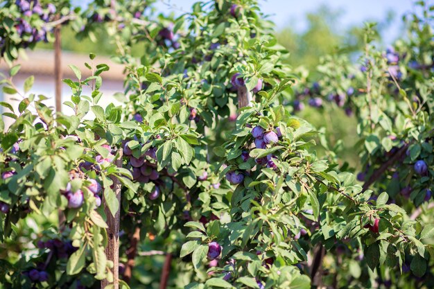 Los frutos del ciruelo cuelgan de una rama. Cultivando ciruelas en su casa de verano.