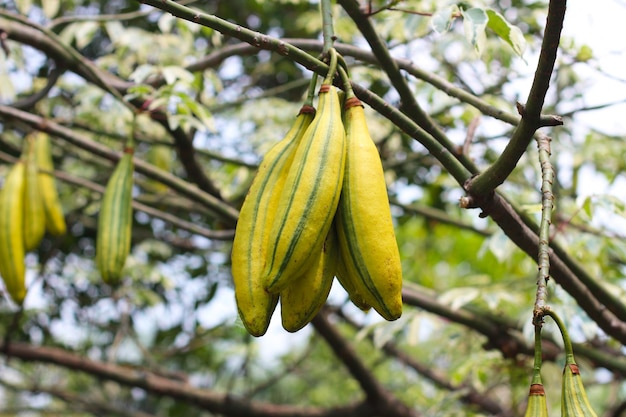 Frutos da árvore de algodão variegada