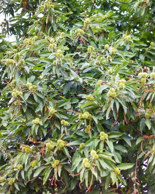 Frutos da castanheira nas montanhas de aracena, huelva, andaluca, espanha