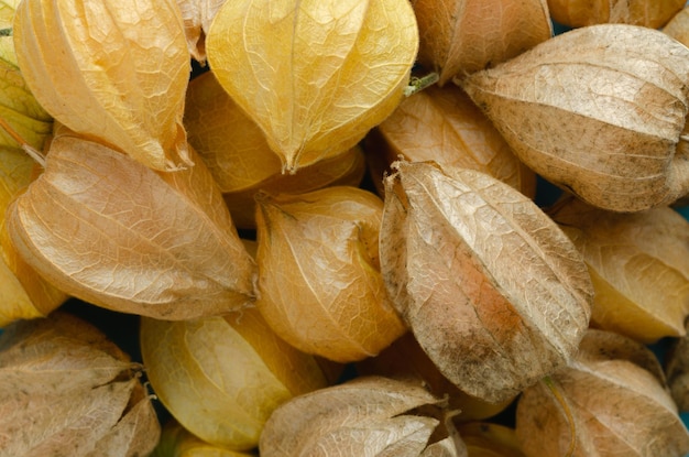 Frutos da planta Physalis com a baga fechada na casca Foto macro