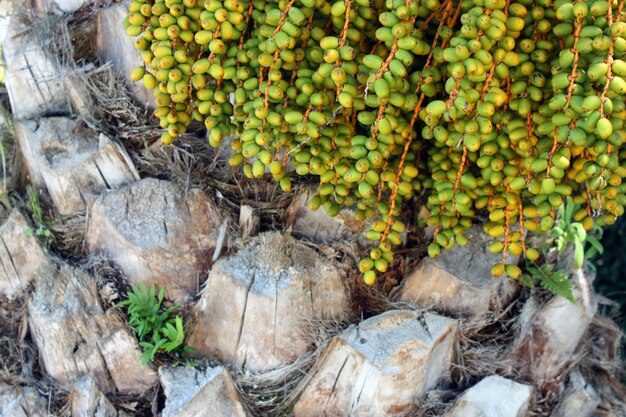 Frutos da tamareira