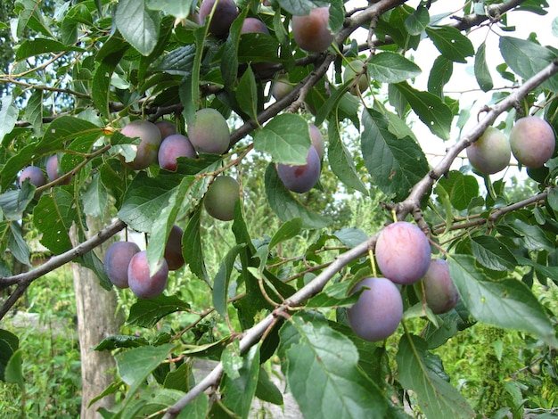 Frutos de ameixa pendurado na árvore