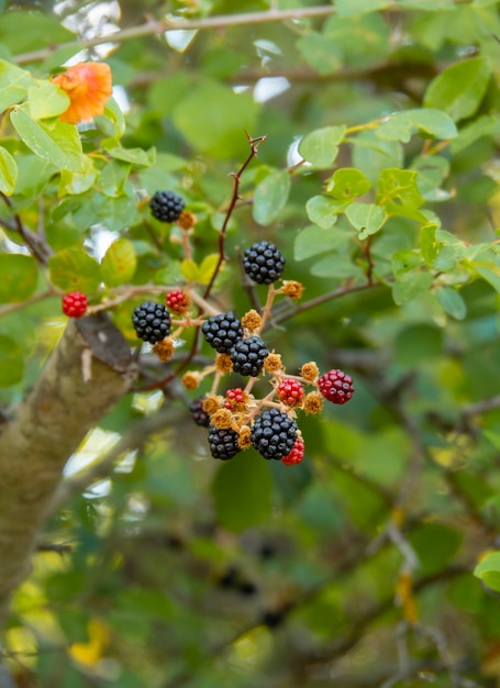 Frutos de amora-preta Rubus em um arbusto na Grécia