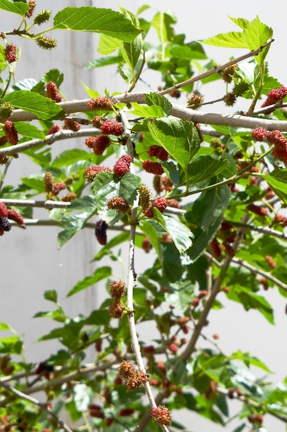 Frutos de amora vermelha em galhos