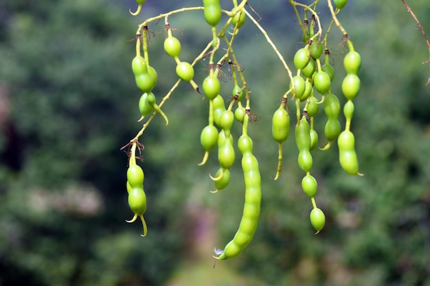 Frutos de árvore de pagode japonês Styphnolobium japonicum ou Sophora japonica