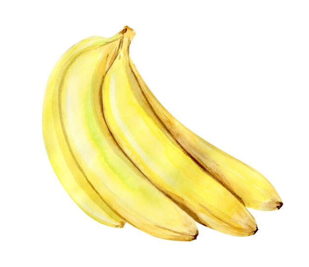 Frutos de banana tropical com ilustração em aquarela