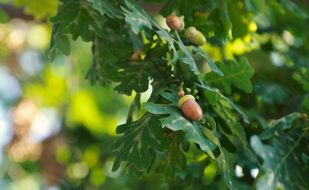 Frutos de bolotas em galho de carvalho na floresta