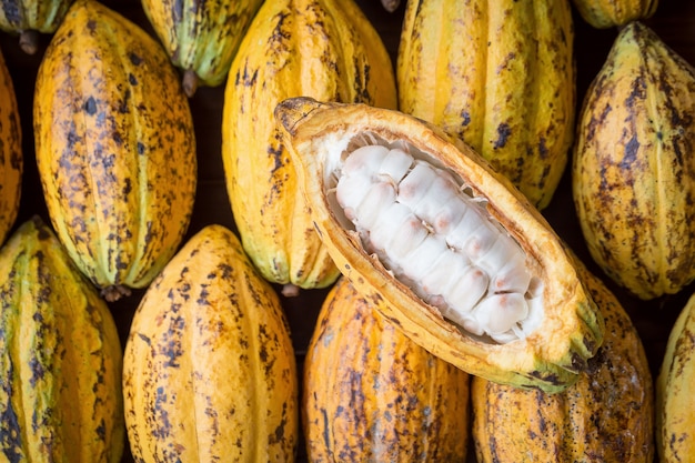 Frutos de cacau, grãos de cacau em bruto, fundo de vagem de cacau