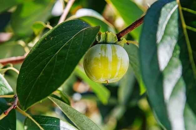 Frutos de caqui amadurecendo crescendo em um galho de árvore de caqui em um pomar