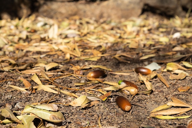 Frutos de carvalho de bolotas na natureza no chão no outono