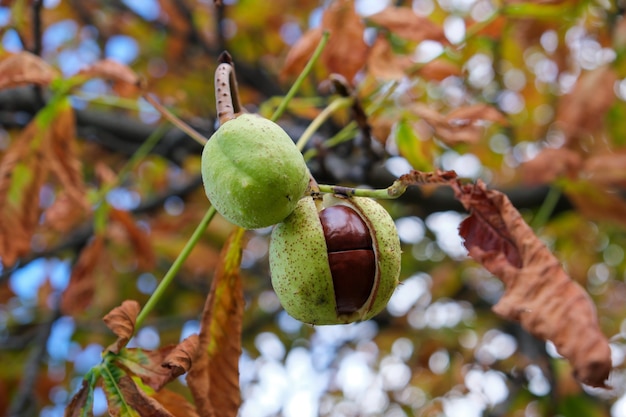 Frutos de castanha da índia amadurecem em um galho de uma árvore de outono.