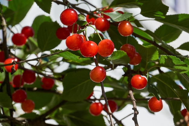 Frutos de cereja em um fundo de céu azul e folhas verdes. A cereja está amadurecendo no jardim.