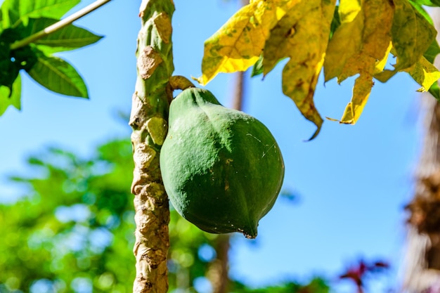 Frutos de coco em um coqueiro Vegetação tropical