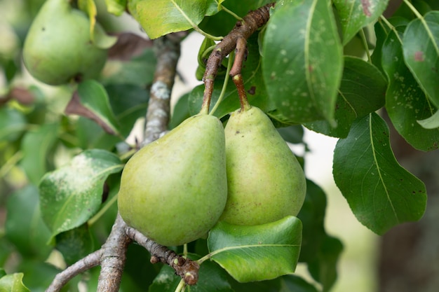 Frutos de colheita de pêra crescendo em um galho de árvore de pêra