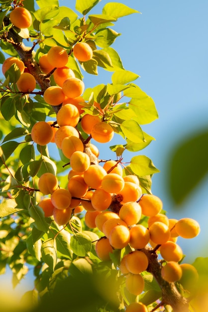 Frutos de damasco maduros na árvore de damasco Conceito saudável de frutas orgânicas cruas