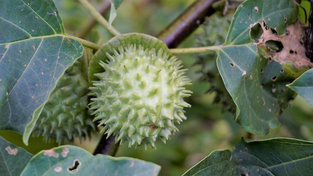 Frutos de Datura innoxia conhecidos como pricklyburr recurved maçã espinho etc