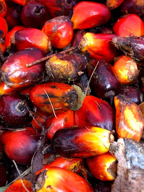 Frutos de dendê na plantação de Bornéu