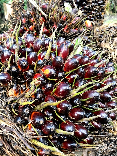 Frutos de dendê na plantação de Bornéu