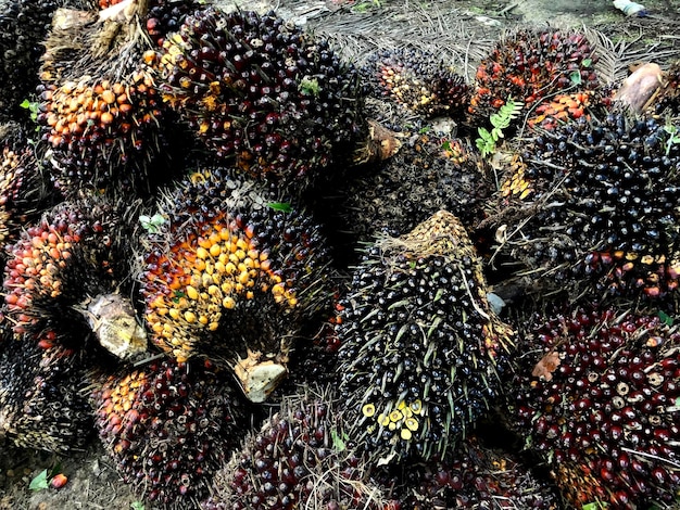 Frutos de dendê na plantação de Bornéu