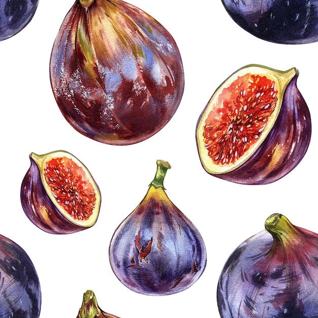 Frutos de figo maduros roxos sem costura padrão isolados na mão de aquarela branca desenhando ilustrações botânicas