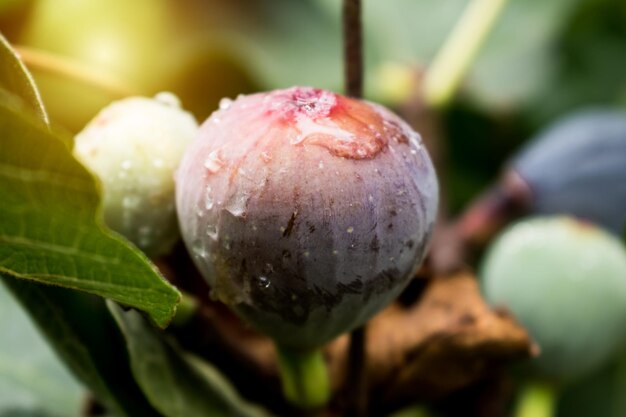 Frutos de figo roxo pendurados no galho de uma figueira com orvalho e luz da manhã ficus carica
