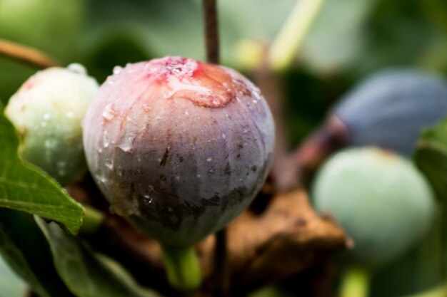 Frutos de figo roxo pendurados no galho de uma figueira com orvalho e luz da manhã ficus carica