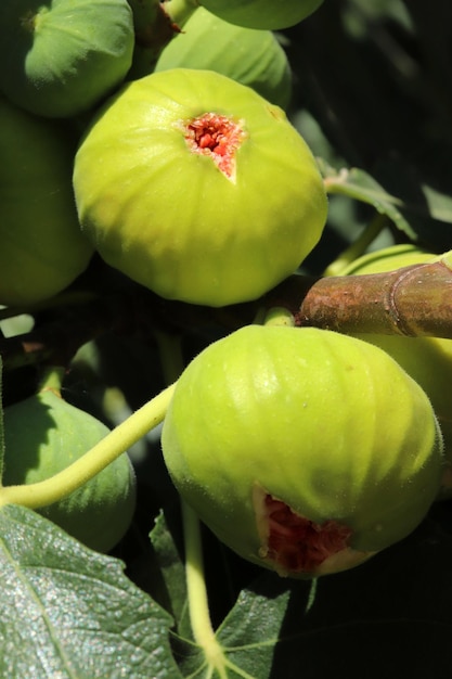 Frutos de figos maduros em galhos de perto