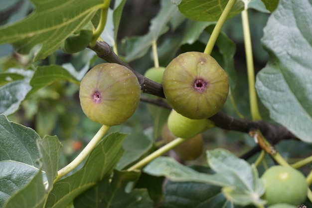 Frutos de figos no galho de uma figueira