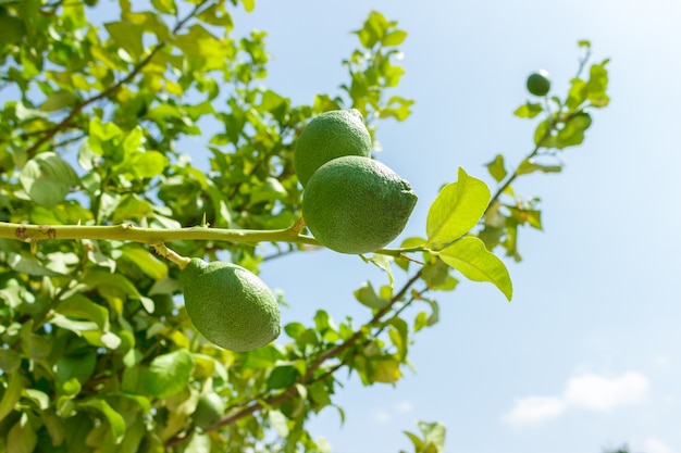 Frutos de limão verde fresco no galho na árvore verde contra o céu azul