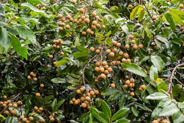 Frutos de logan nas árvores