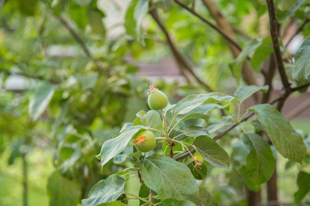 Frutos de maçãs verdes jovens estão pendurados em um galho de árvore