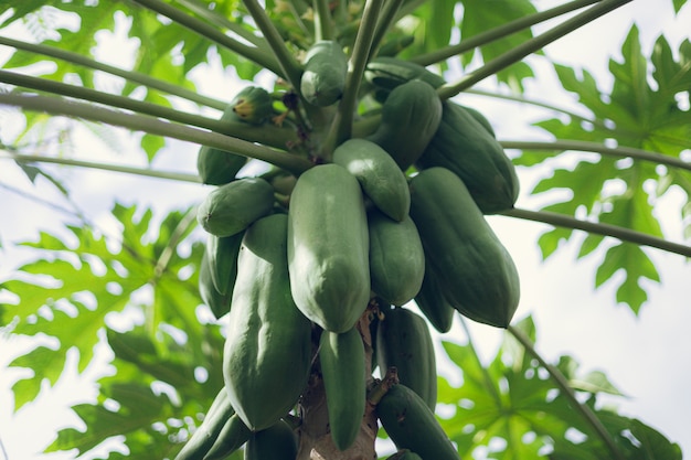 Frutos de mamão da árvore de mamão no jardim natureza mamão verde fresco na árvore.