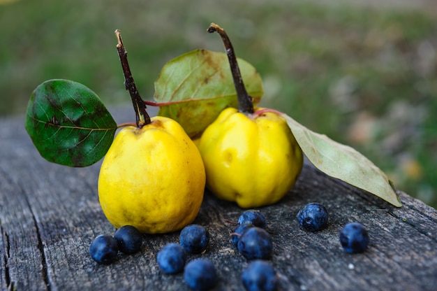 Frutos de marmelo e bagas de blackthorn