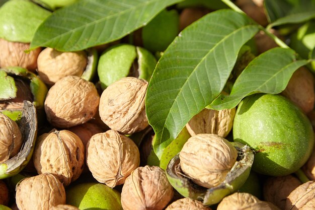 Frutos de nogueira com folhas verdes e pericarpo