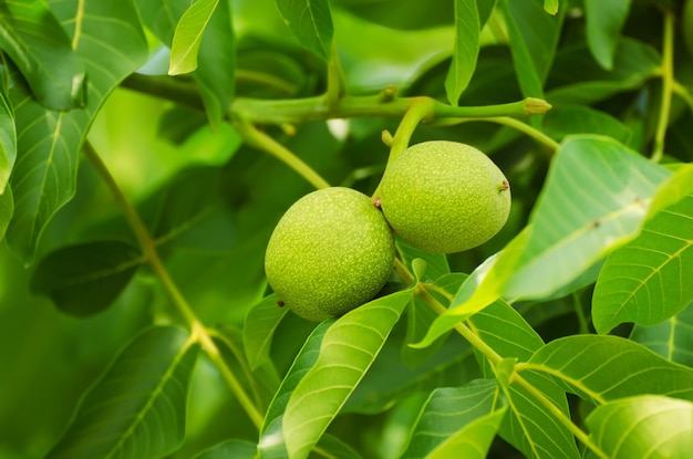 Frutos de noz verde yaoung amadurecendo na árvore com folhas de fundo agrícola natural