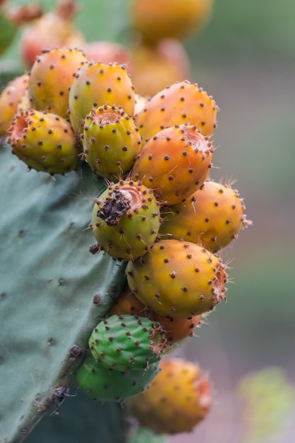 Frutos de pera de cacto (opuntia ficus-indica) prontos para a colheita