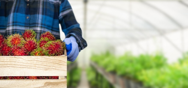 Frutos de rambutan em caixa de madeira e jardineiros