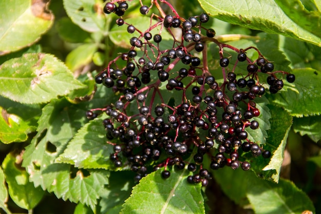 Frutos de sabugueiro preto Sambucus nigra closeup