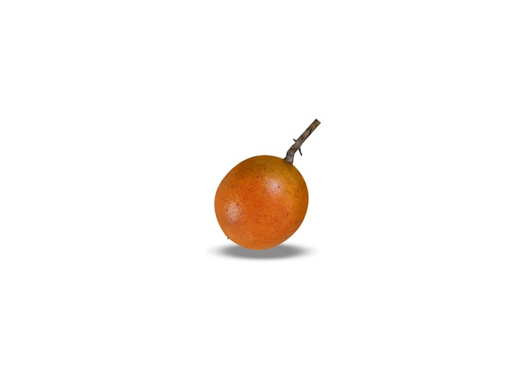 Foto frutos de strychnos nux vomica em fundo branco