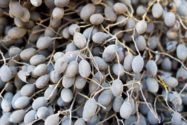 frutos de tamarindo