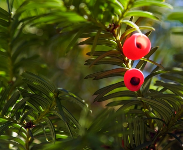 frutos de teixo iluminados ao sol