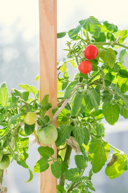 Frutos de tomate cereja vermelho crescendo no peitoril da janela foto vertical