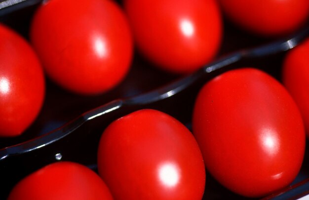 Frutos de tomate Solanum lycopersicum