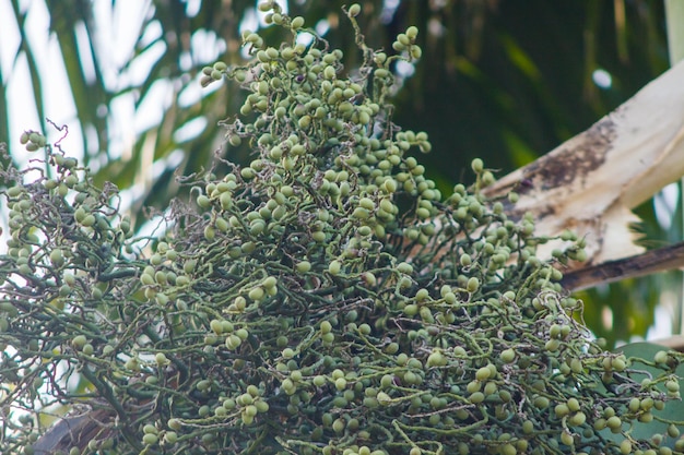 Frutos de uma palmeira real no Rio de Janeiro Brasil