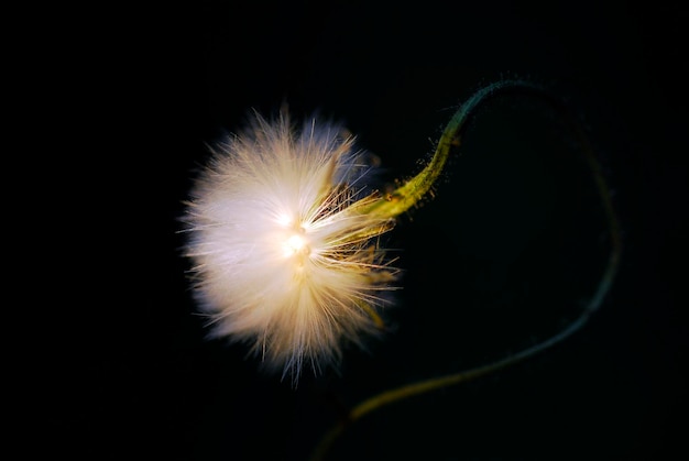 Frutos de uma planta asteraceae em um fundo escuro