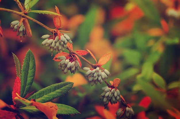 Frutos do berberis heteropoda