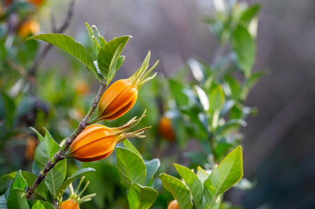 Frutos do jasmim do cabo no foco seletivo da árvore. Frutas laranja em ramos verdes de jasmim gardênia, belo fundo natural