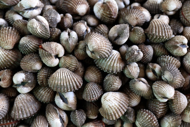 Frutos do mar berbigão, pilha de vista superior de berbigão de sangue fresco, berbigão ou marisco cru fresco de vieira, conchas de berbigão à venda no mercado