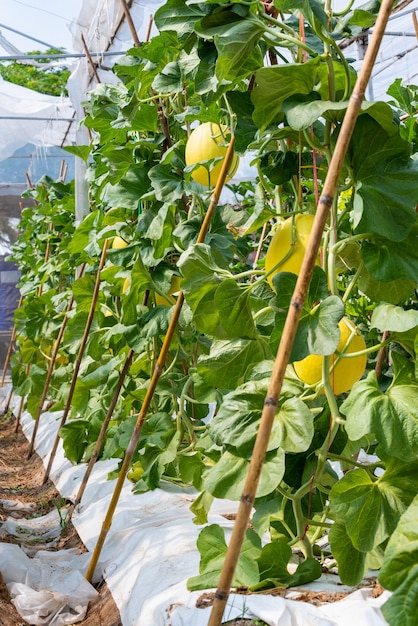 Frutos do melão com casca lisa, amarela e laranja em uma estufa, melão melão em produtos agrícolas de plantação para colher melão dourado em uma árvore em um jardim em um campo de fazenda de melão na tailândia